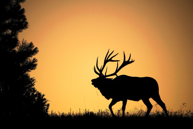 montana elk