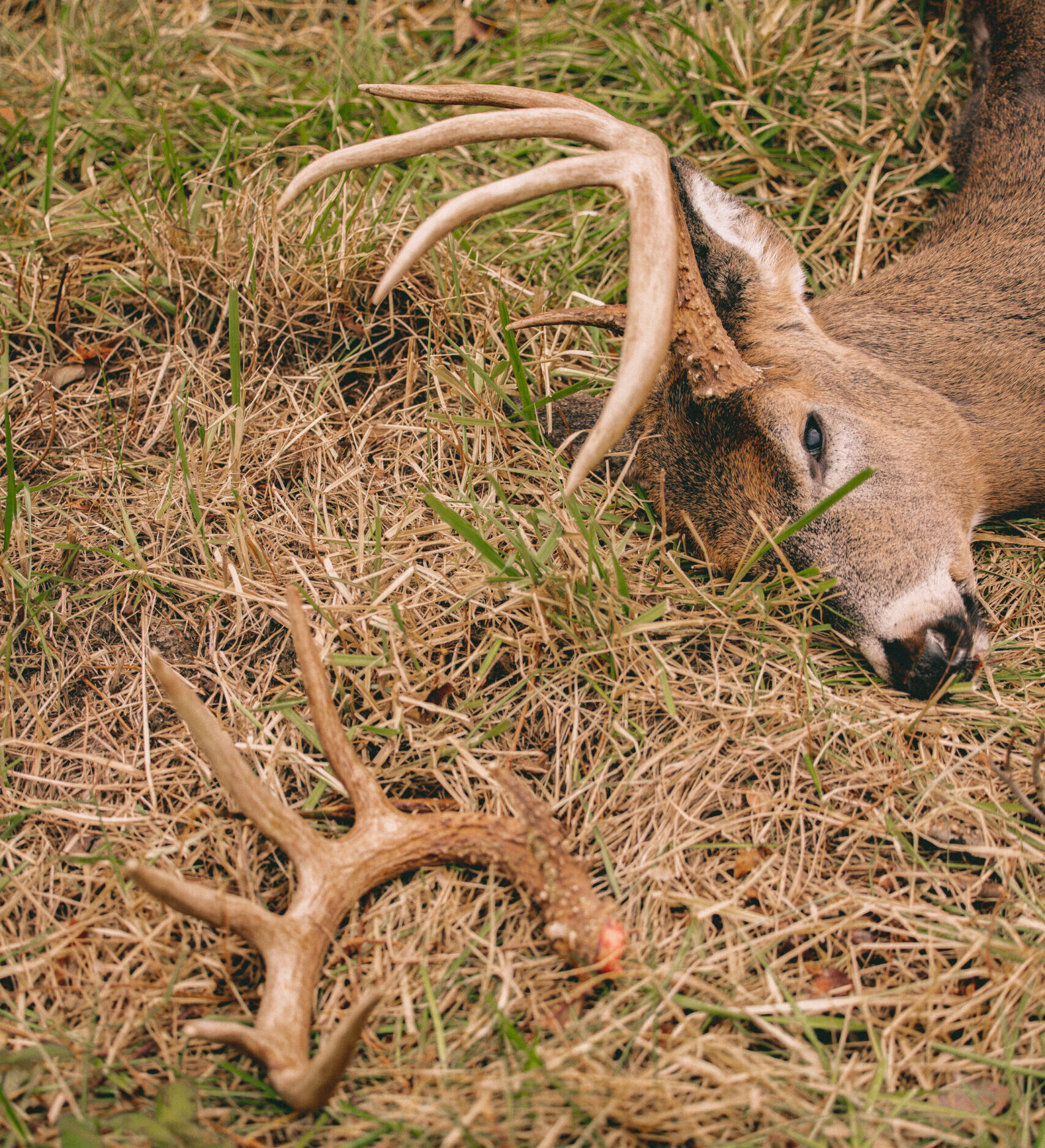 A buck thats antler popped off while the hunter dragged it out.