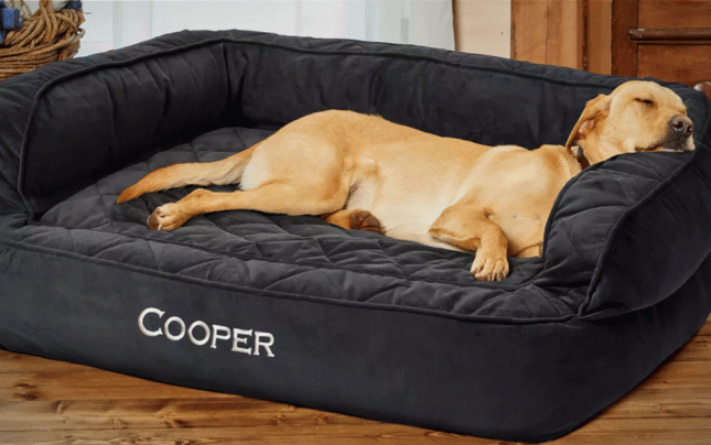 Best dog cot best sale