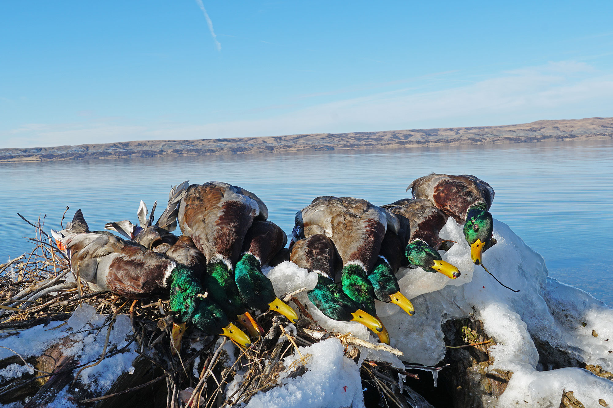 mallard hunting missouri river