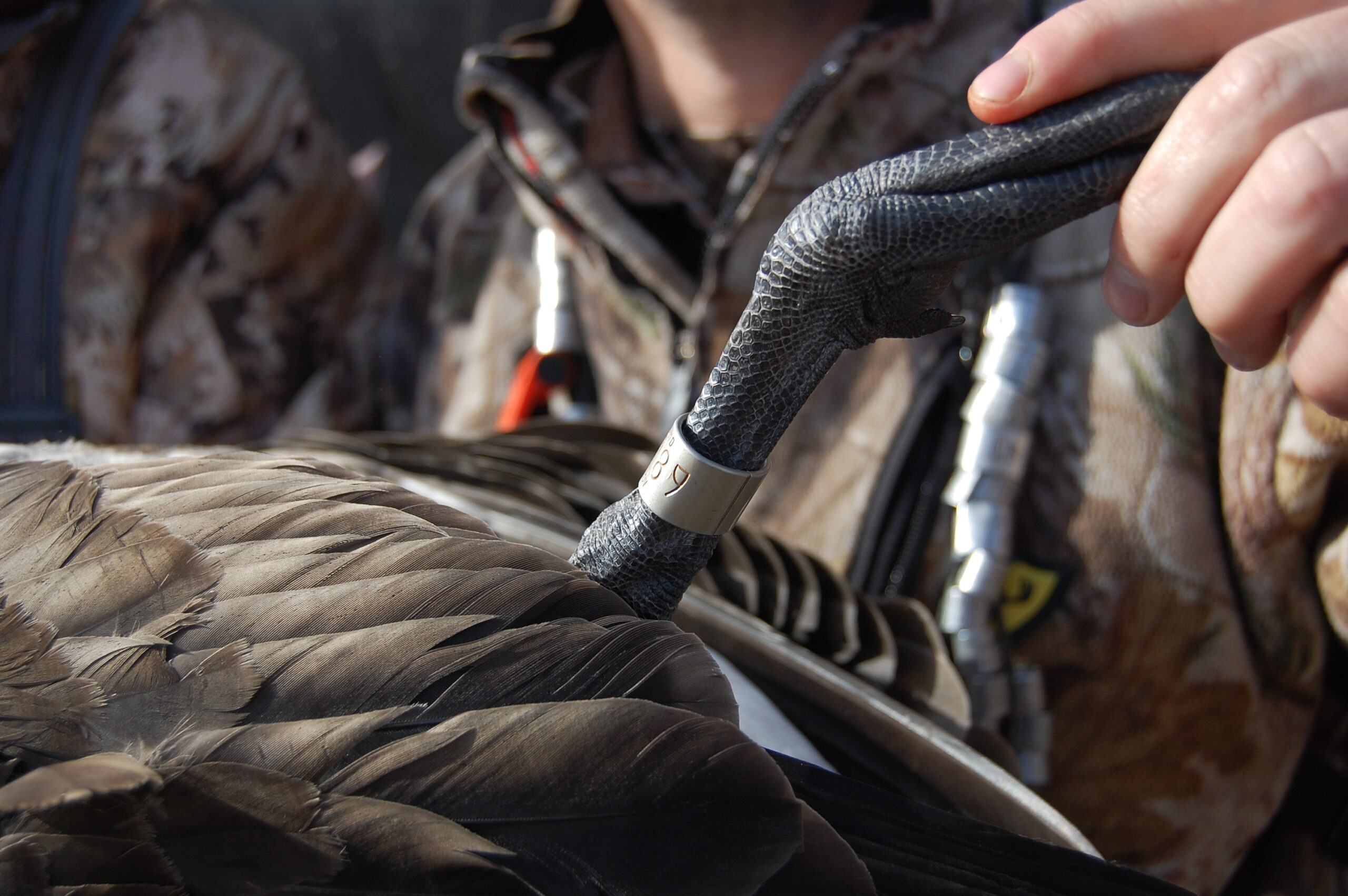 Banded goose clearance down jacket