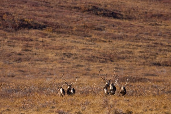 Lawsuits target Alaska predator-control program that killed 99 bears in  effort to boost caribou - Alaska Beacon