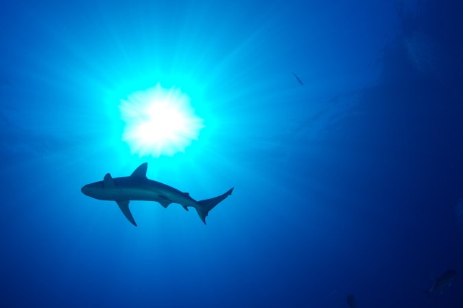 Shark in Pacific Ocean