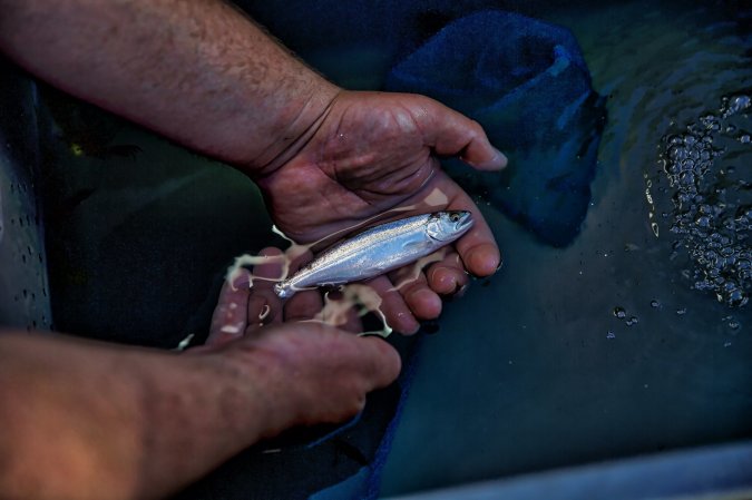 Juvenile chinook salmon