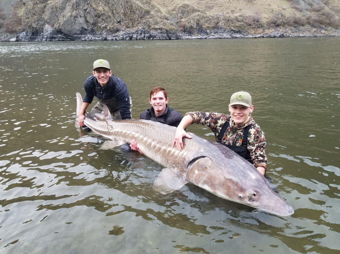 Hells Canyon sturgeon