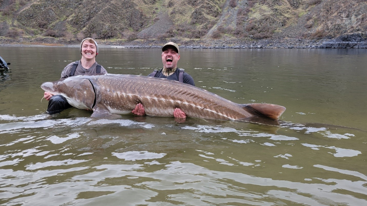 Idaho white sturgeon caught by biologists.