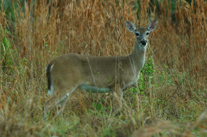 Whitetail doe in Florida