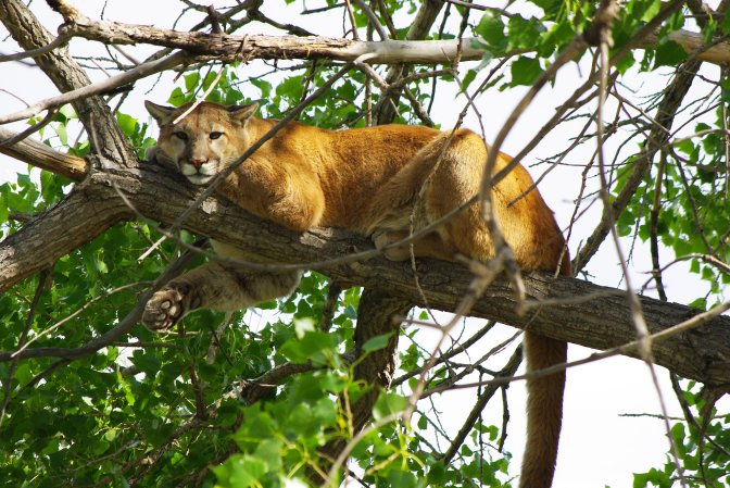 Colorado mountain lion