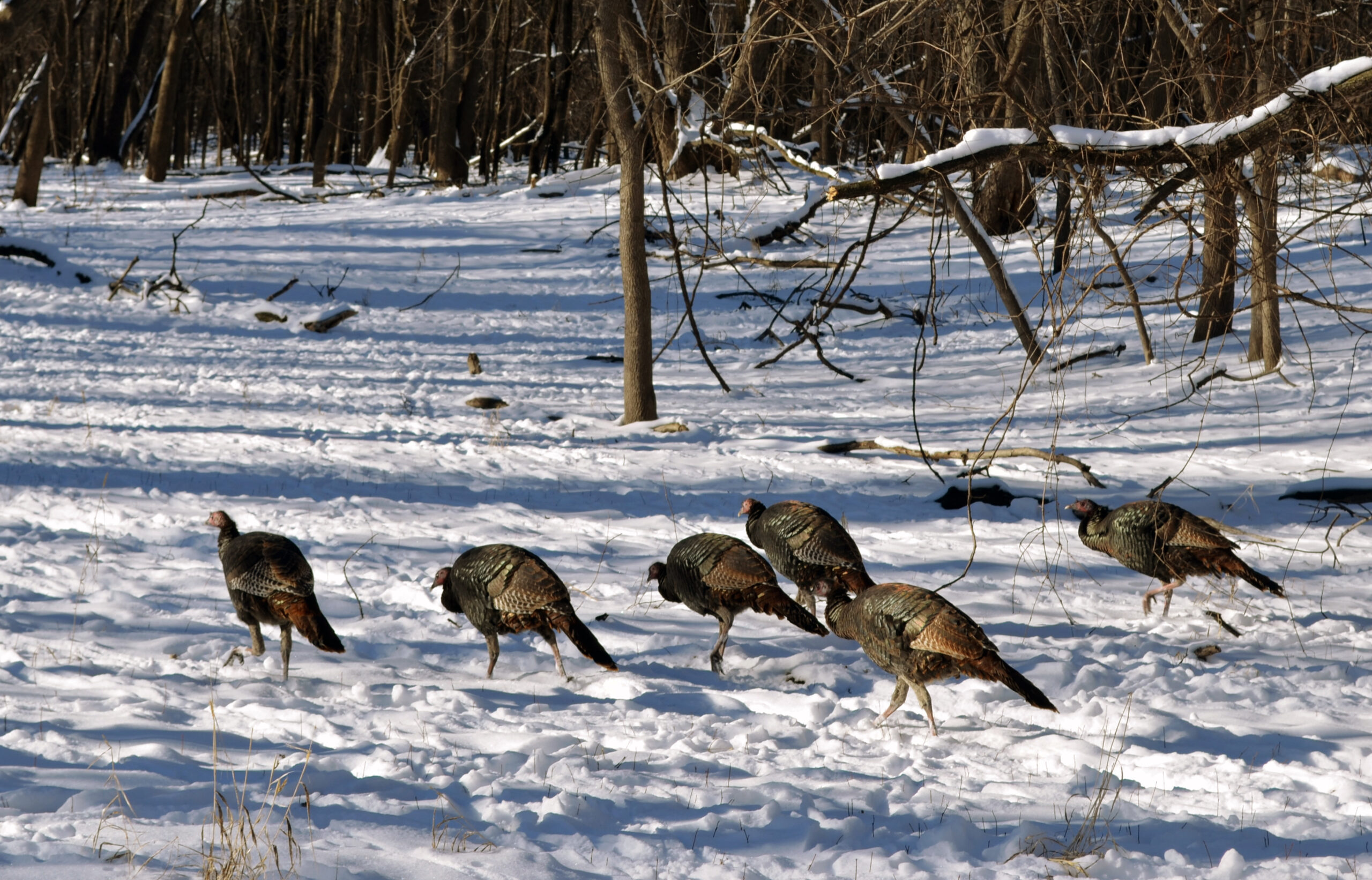 A rafter of turkeys over winter.