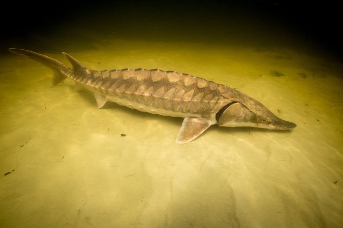 A gulf sturgeon was found near Jackson.