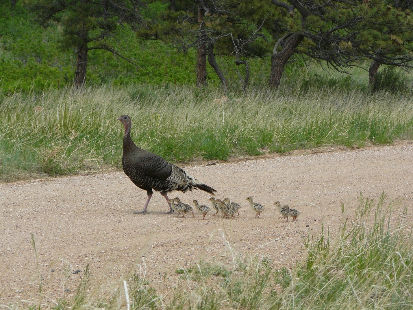 Turkey hunting forecast for western states like Colorado and Nebraska.