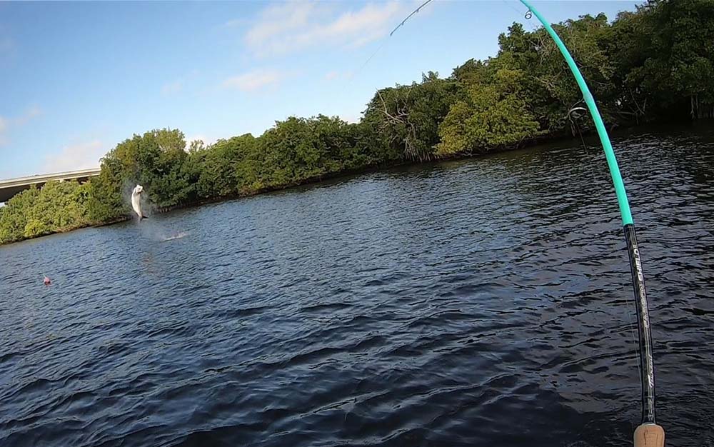 A silver fishing jumping out of the water attached to a teal fishing rod