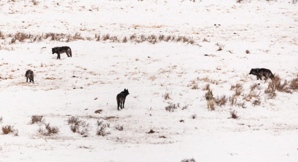 WDFW Orders Lethal Removal in Unnamed Kettle Range Wolf Pack