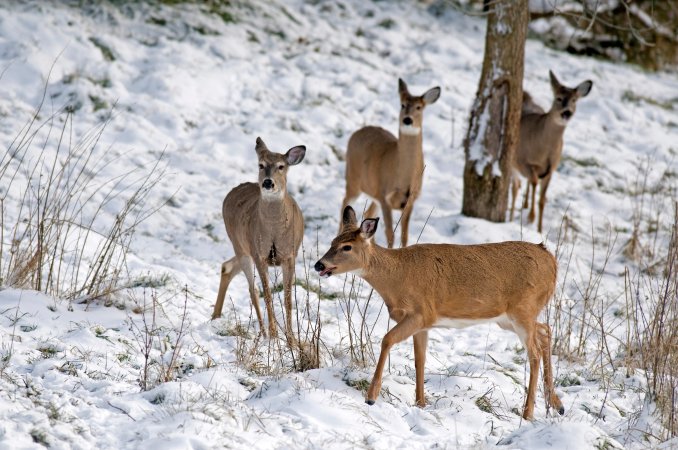 whitetail does in the snow