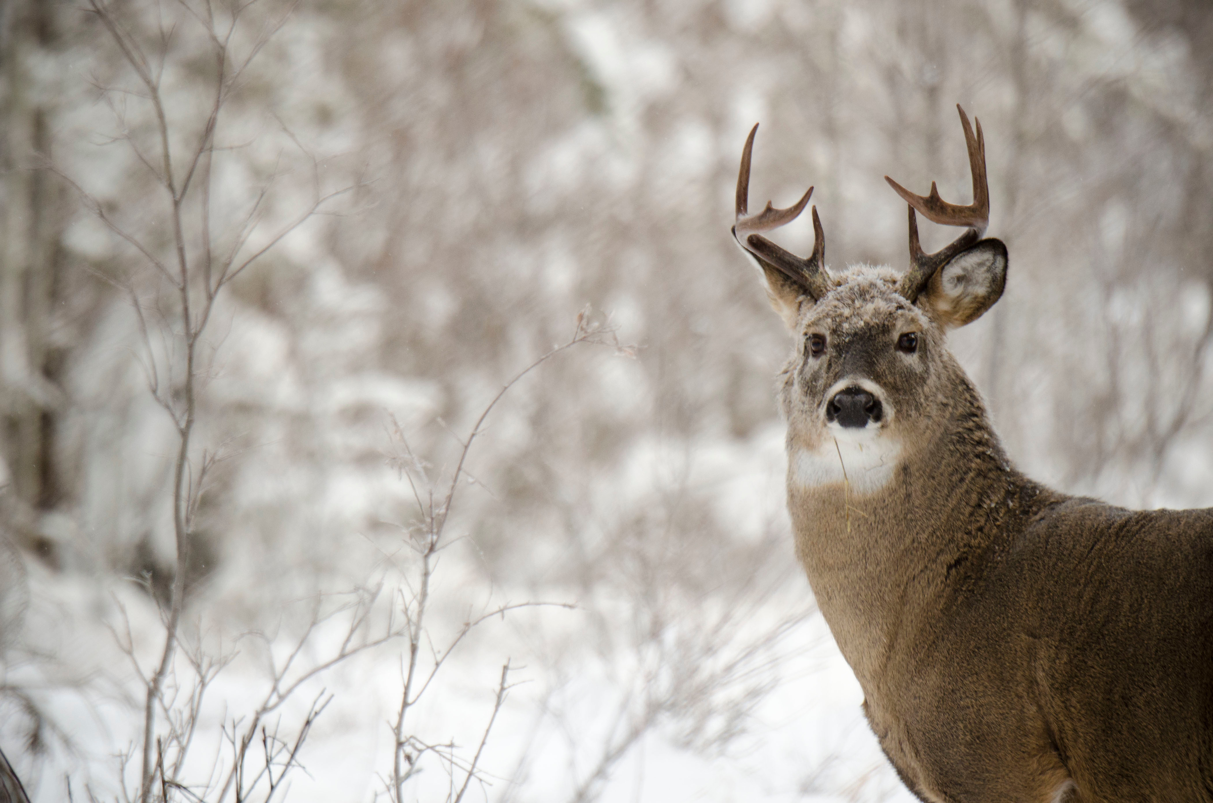 northwoods buck