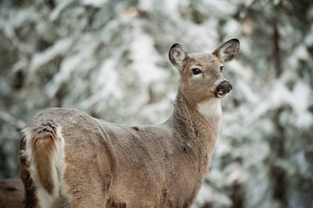 Pennsylvania Will Finally Allow Limited Sunday Deer Hunting. But Why