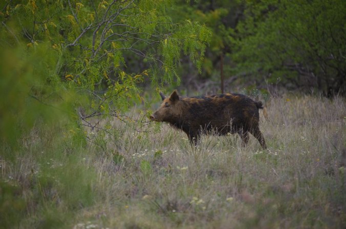 Texas feral hog