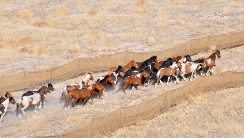 Wild horses enter a chute during a gather.