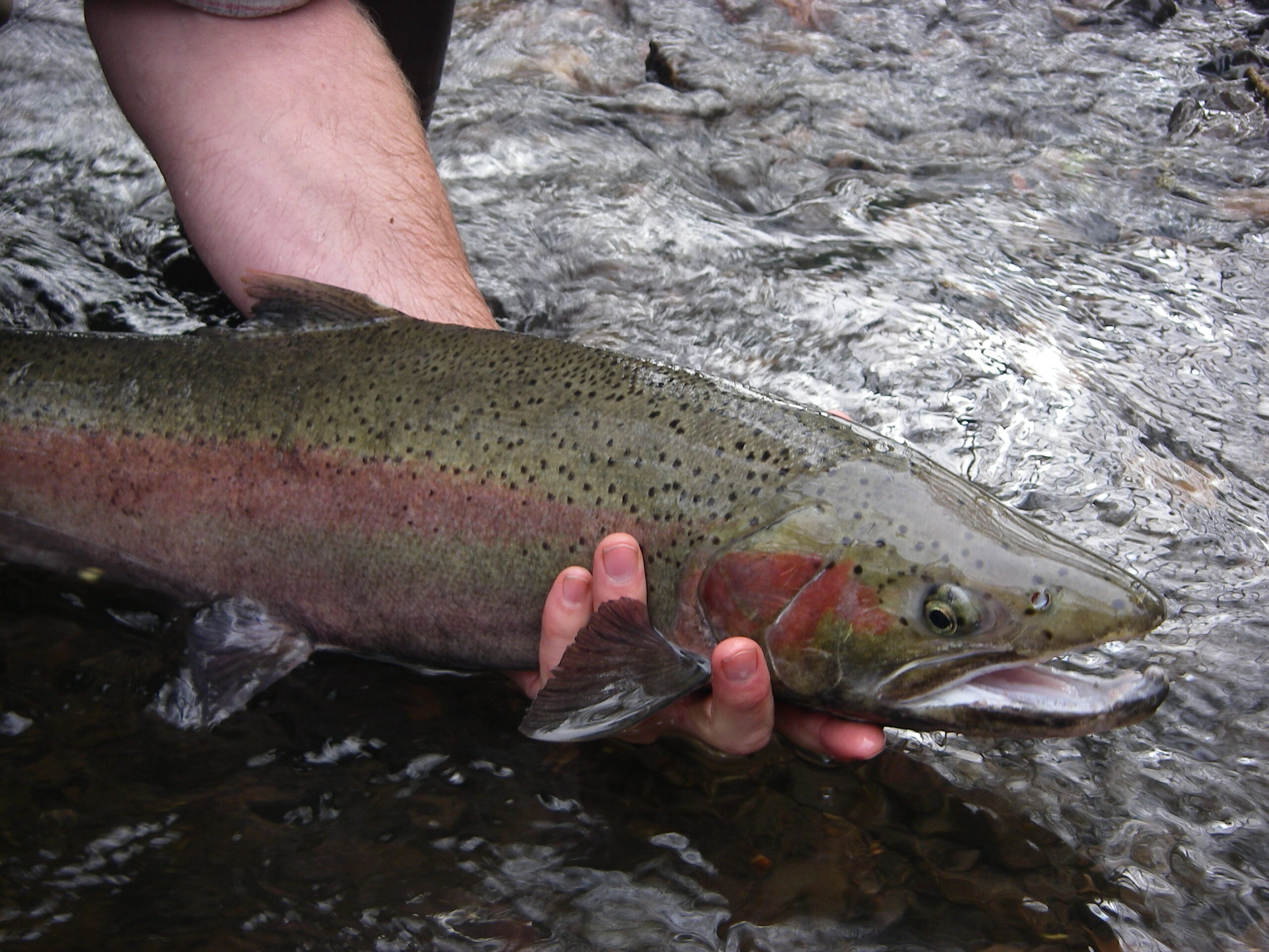 Washington to close all steelhead fishing.