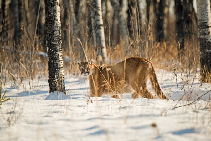 The True Story Behind Viral Monster Mountain Lion Photos