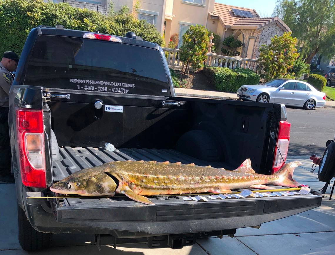 Wardens Release California Sturgeon After it was Poached