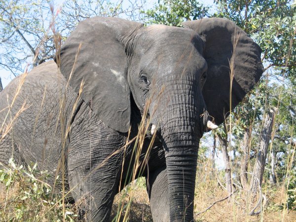 african elephant