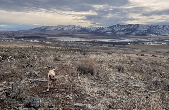 Hunting dogs and coyote snares.