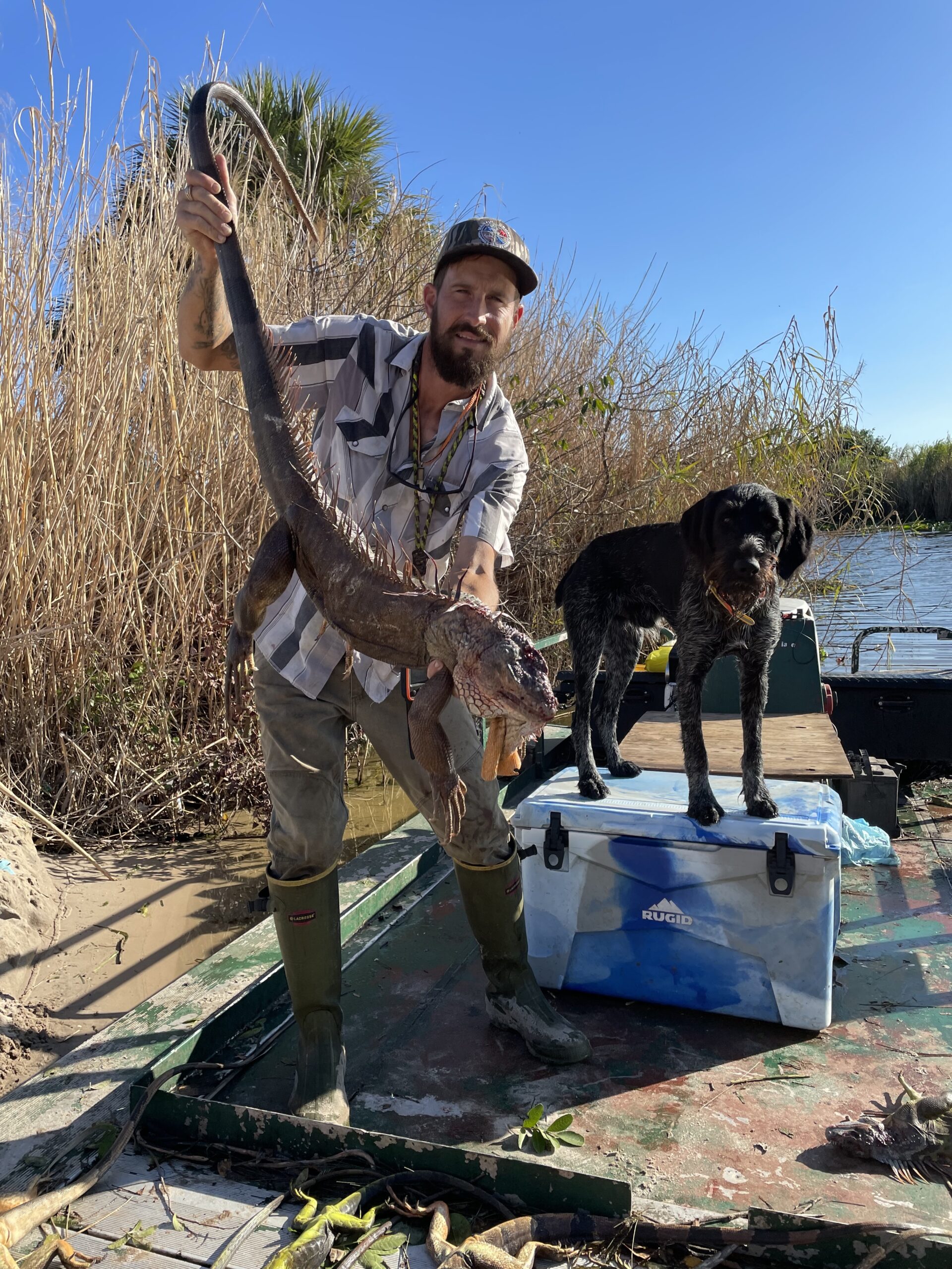 IMG 2637 scaled Iguana Hunter Kills Giant Invasive Lizards in Florida