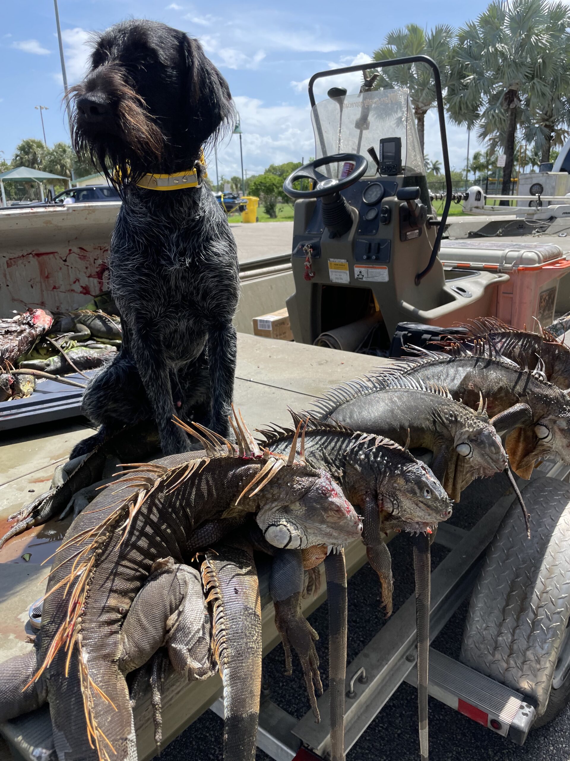 IMG 5572 scaled Iguana Hunter Kills Giant Invasive Lizards in Florida