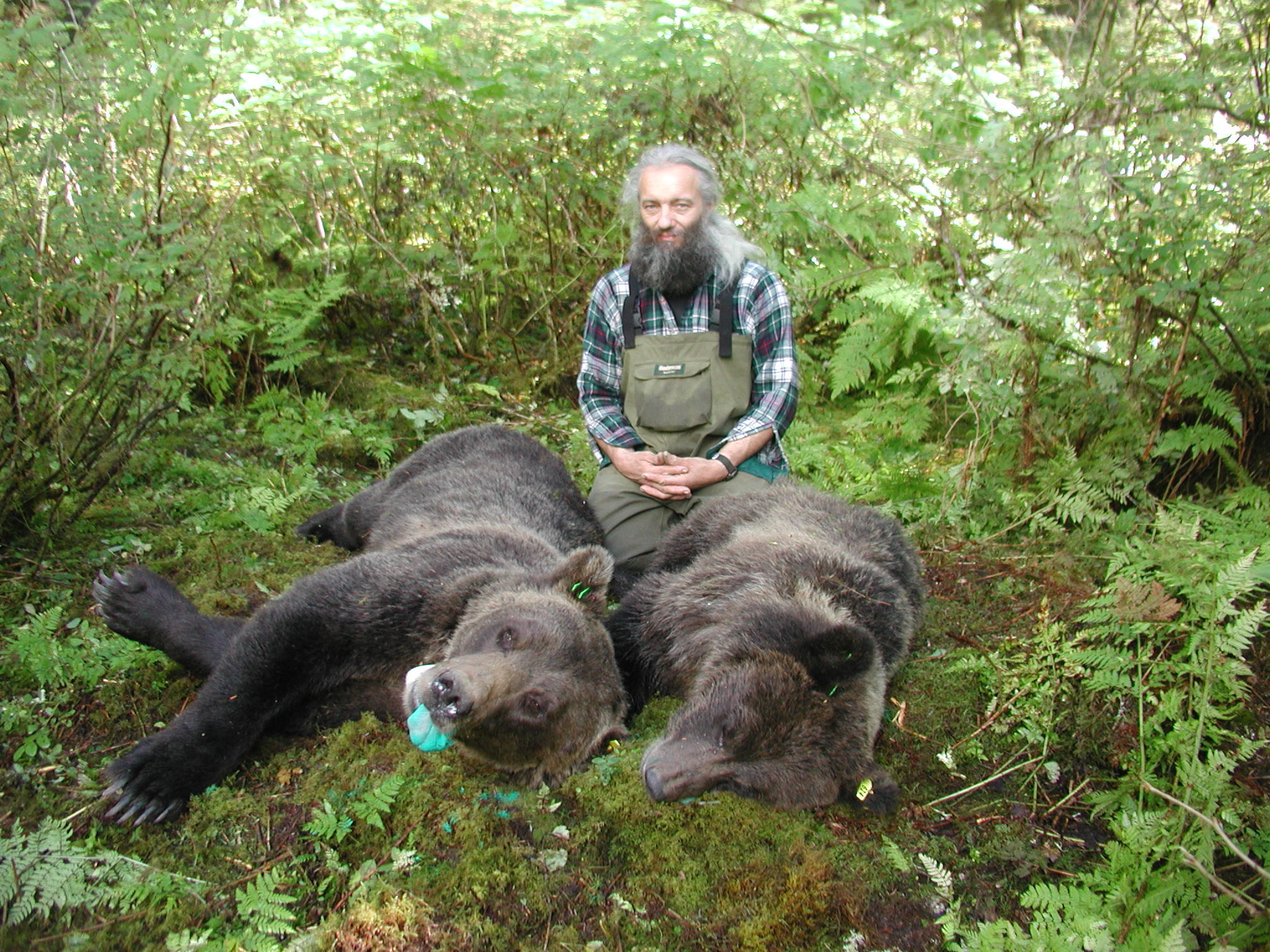 brown bears foot snared