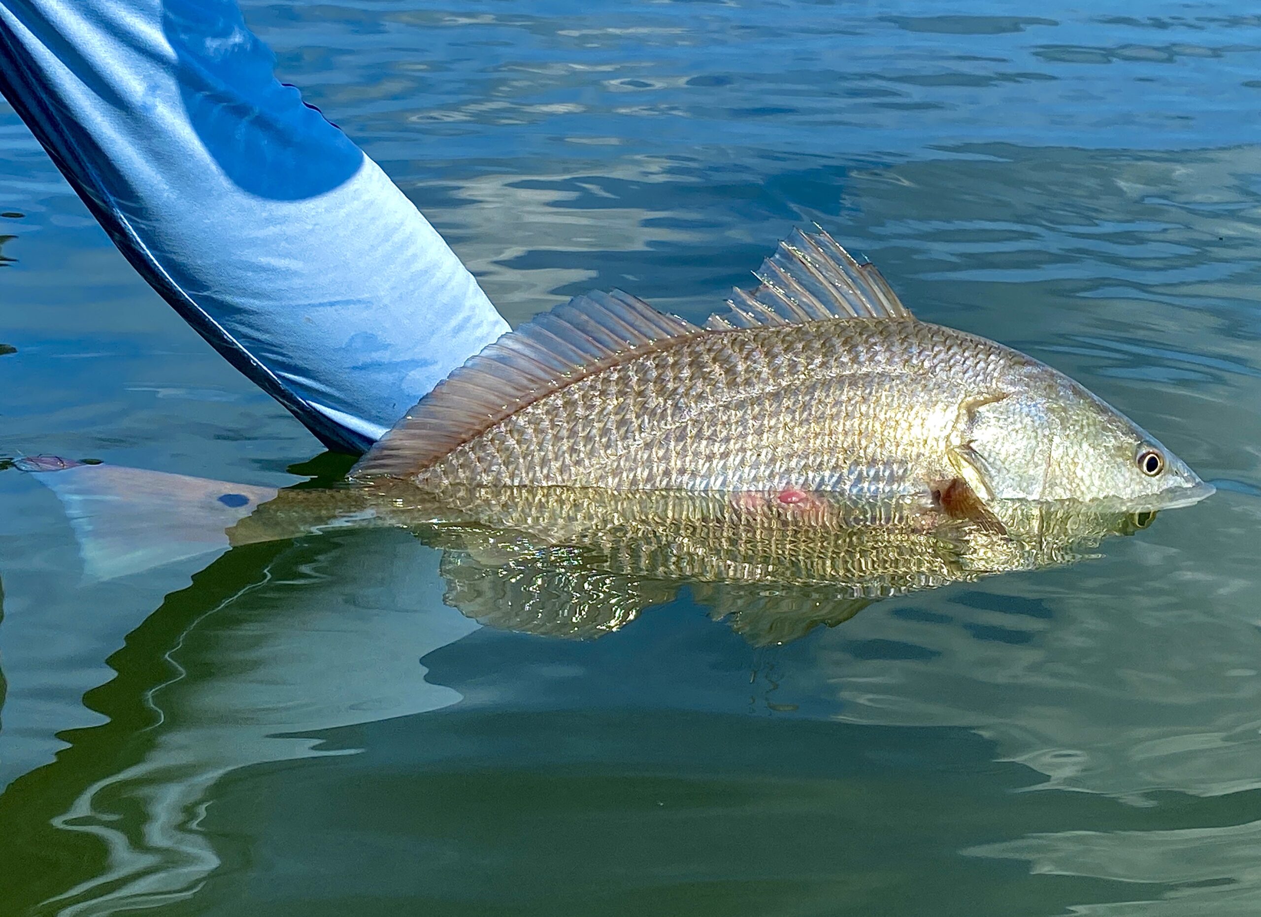 Holding Fish Vertically Causes Fish Injuries
