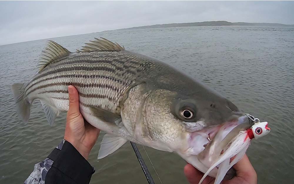 Top Lures for Herring-Hunting Stripers - On The Water