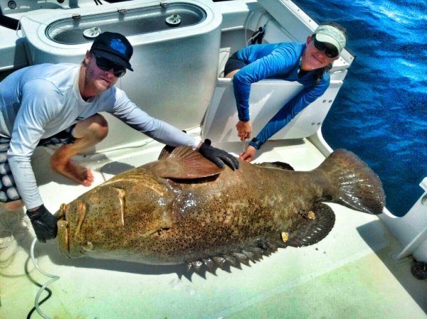 Goliath grouper season now open.