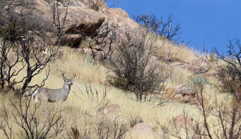 A Coues deer on a hillside.