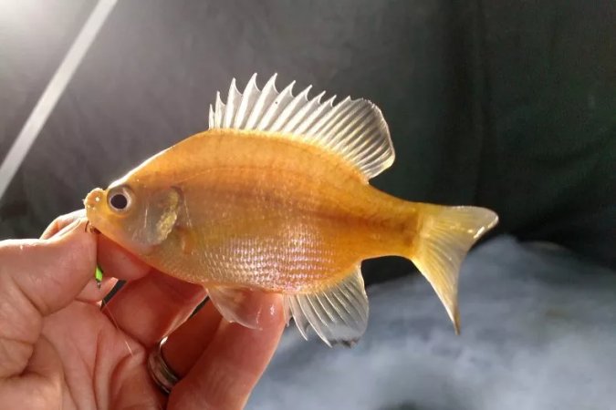 Rare Golden Bluegill Caught in Minnesota