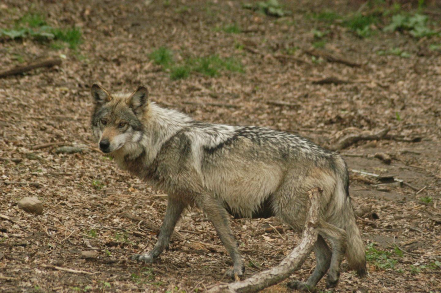 Mexico Releases Four More Wolves into the Wild | Outdoor Life