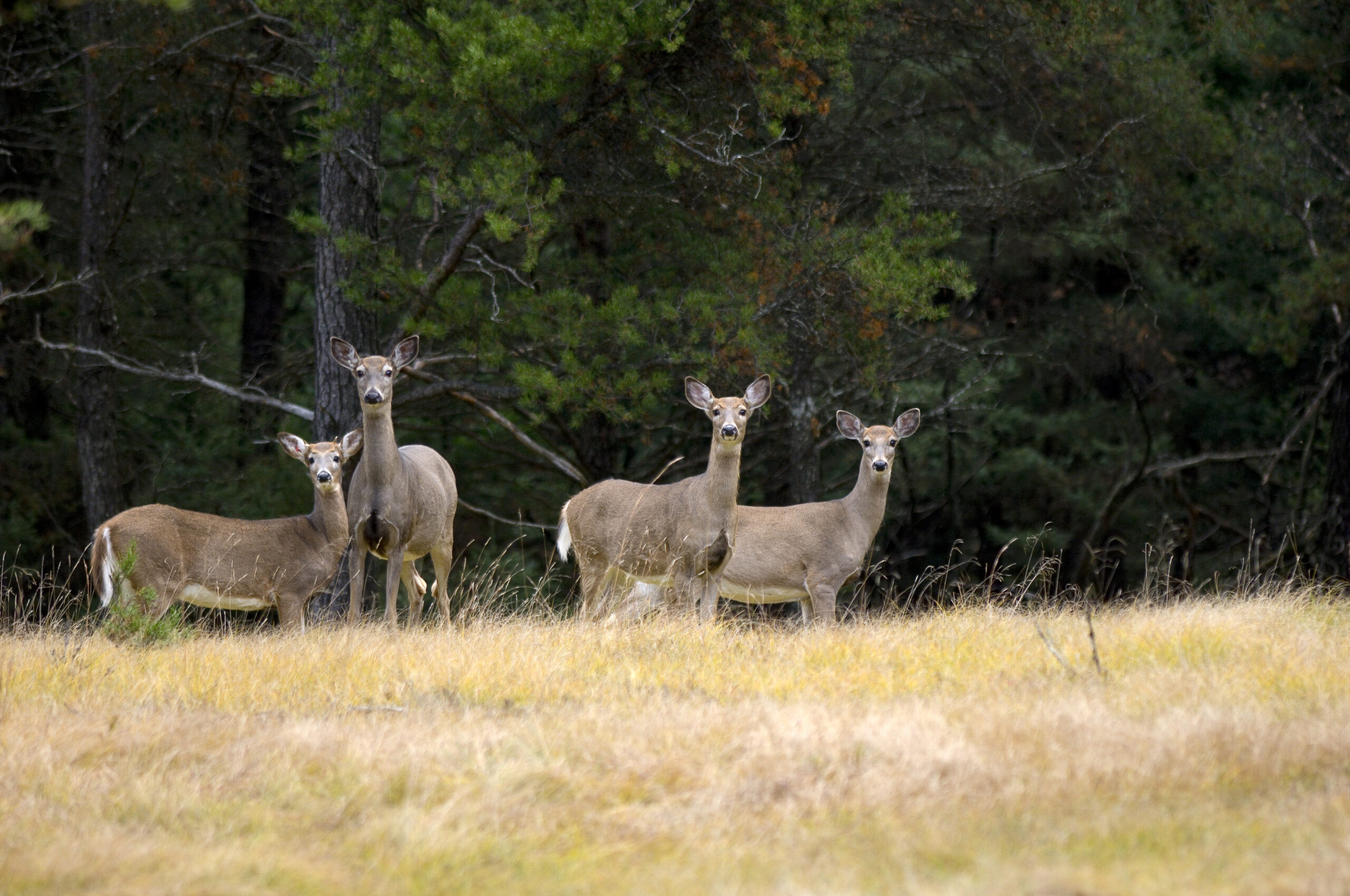 whitetail deer in michigan