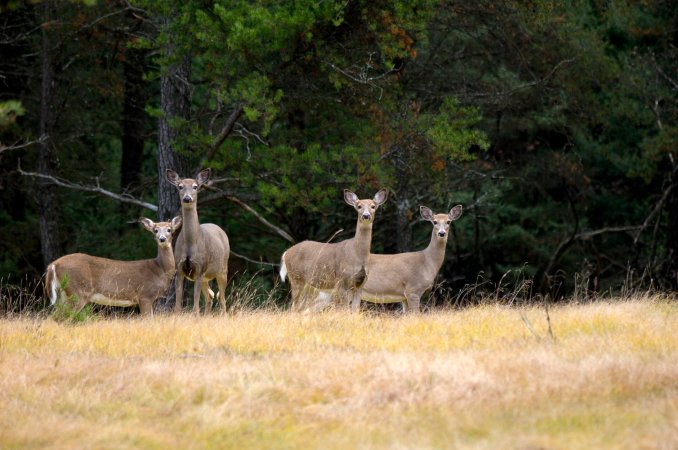 whitetail deer in michigan