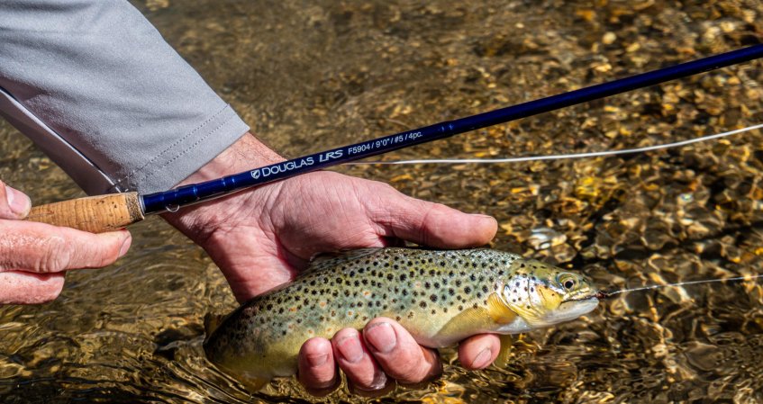 Trout caught on a fly rod