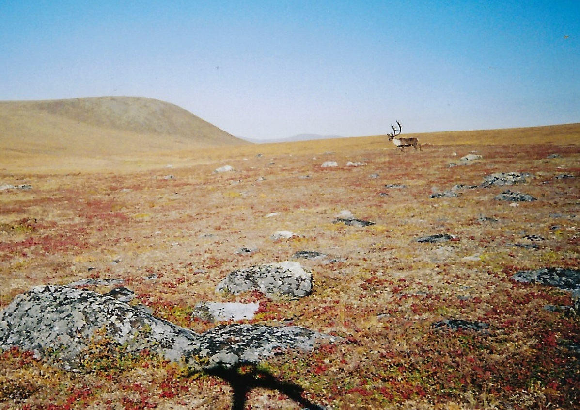 Running Bull Caribou