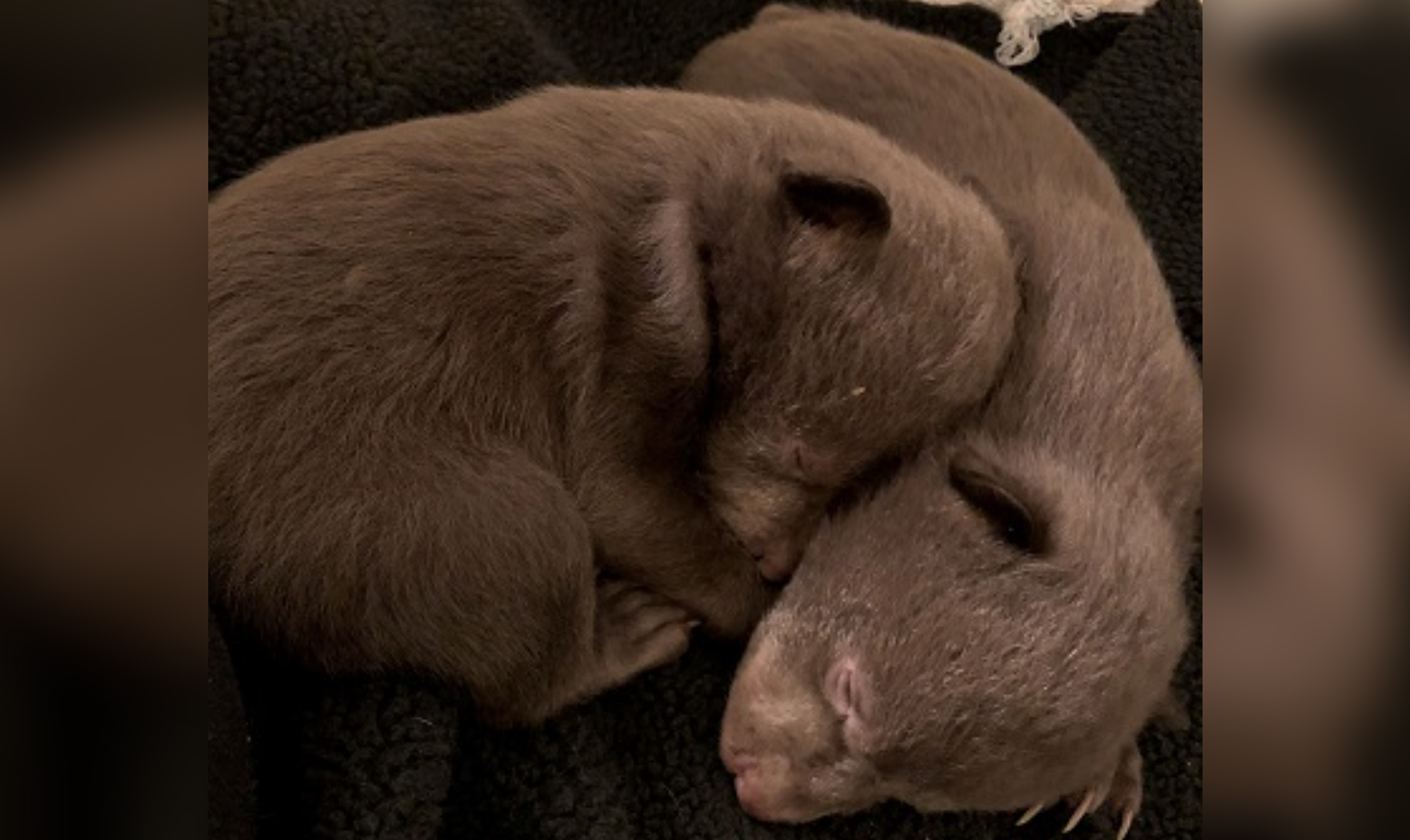 A California man took two bear cubs from their den.