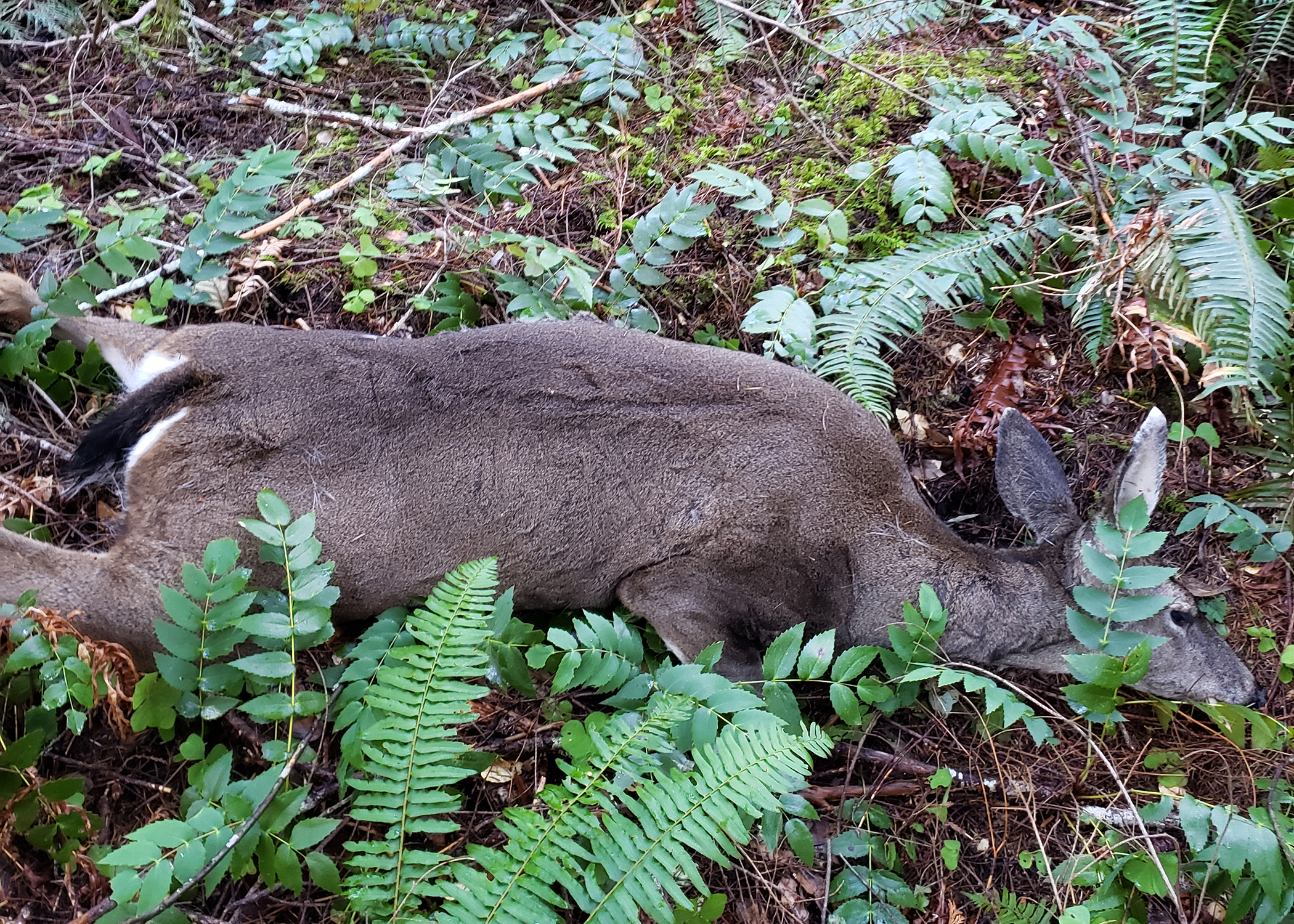 fall creek poached doe OR