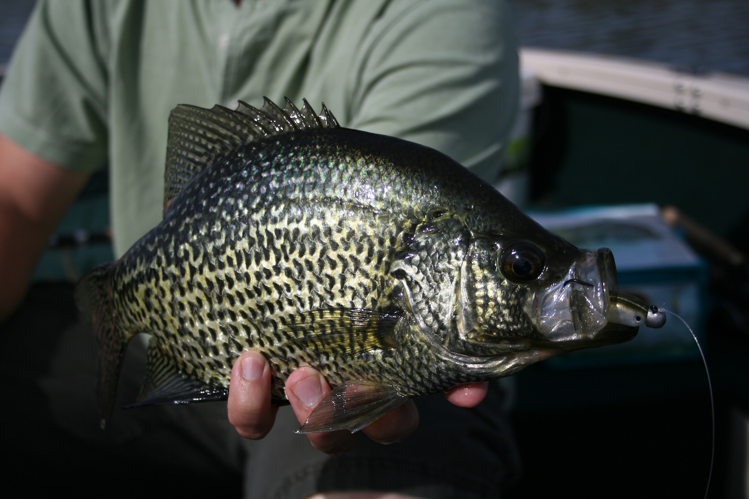 Crappie and other panfish