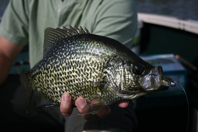 The Best Crappie Lures of 2025, Tested and Reviewed