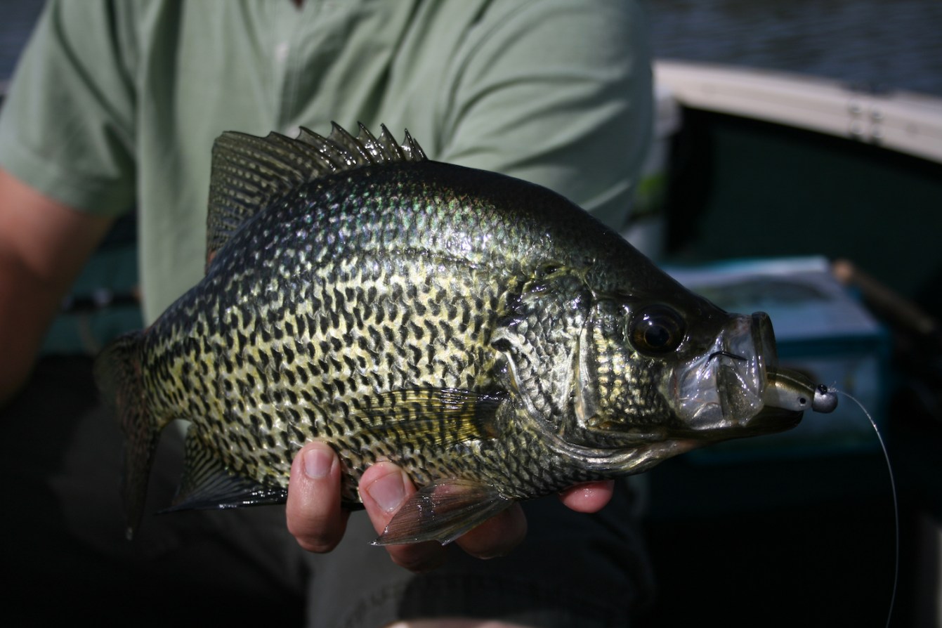 The 8 Best Live Bait Rigs for Crappie Fishing