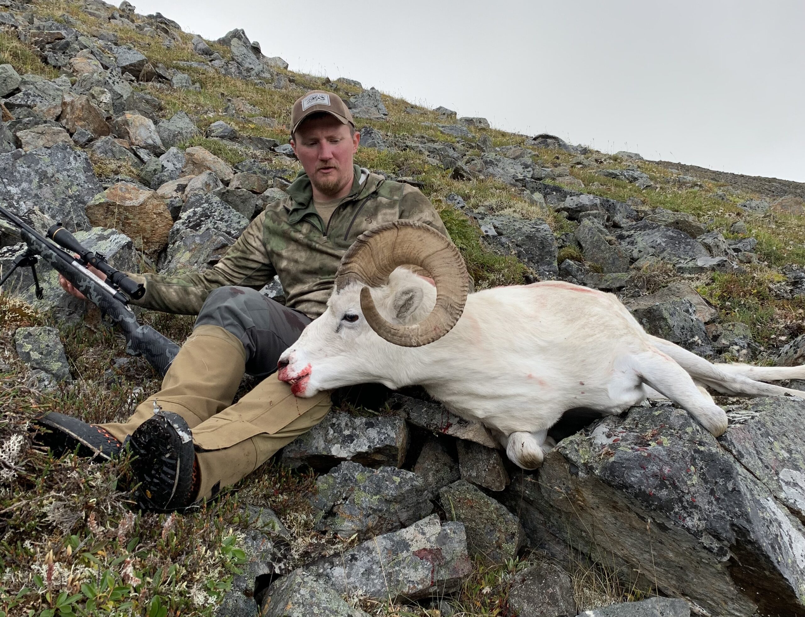 Freel Dall sheep