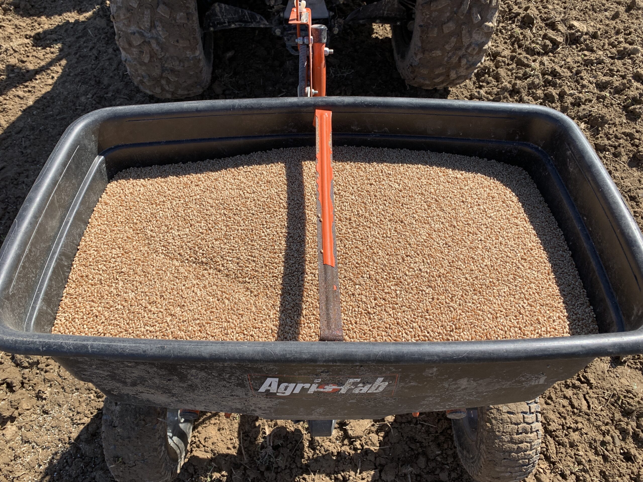 Use red wheat seed to plant your dove field.