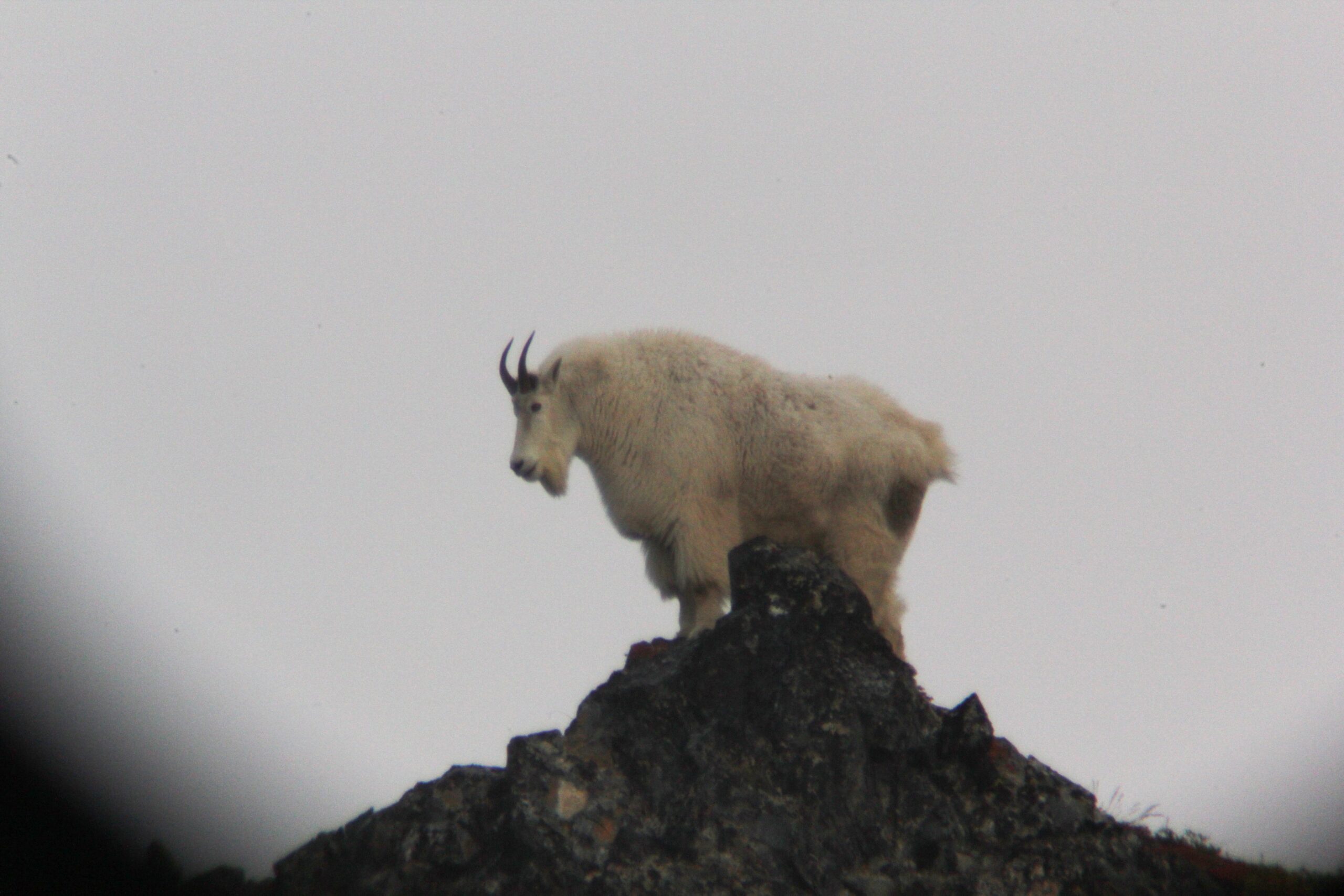 Mountain Goat