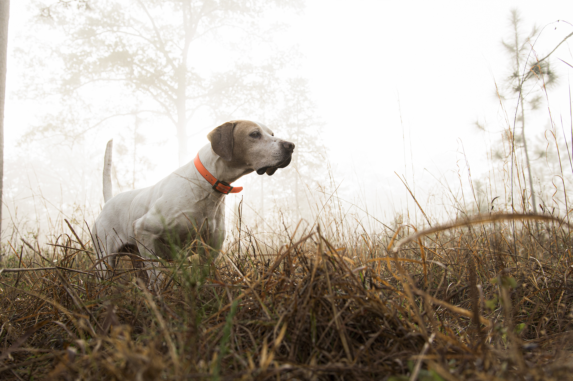 White and tan dog on point in tall grass.