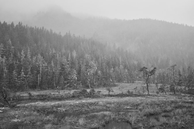 The vast Alaskan forest